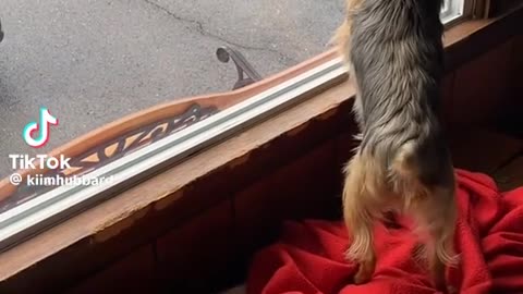 Dogsquirrel