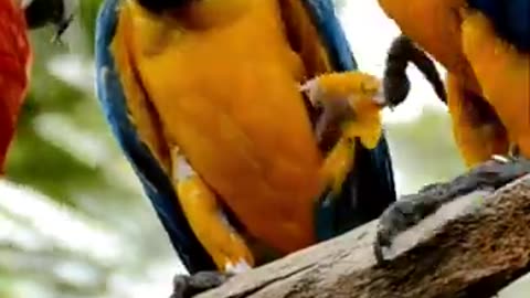 Love Birds in Action: Too Cute to Handle! 🐦❤️😂