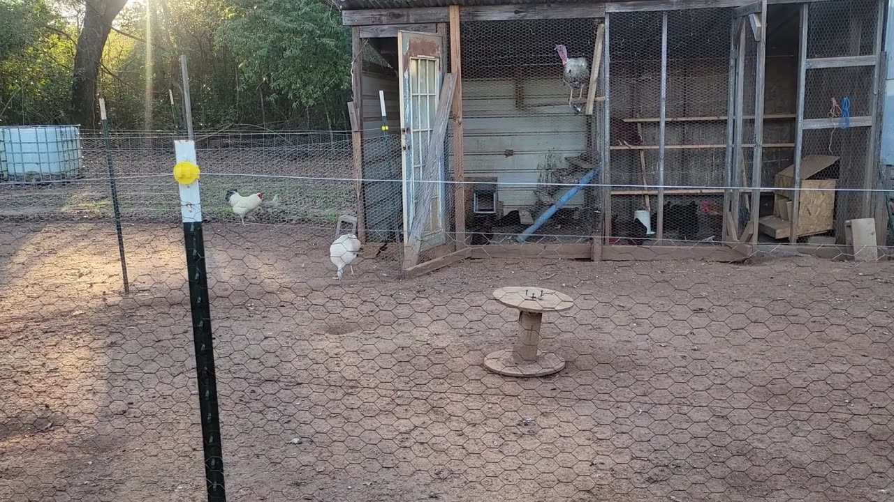 This is why I am trying to get my hens to lay less