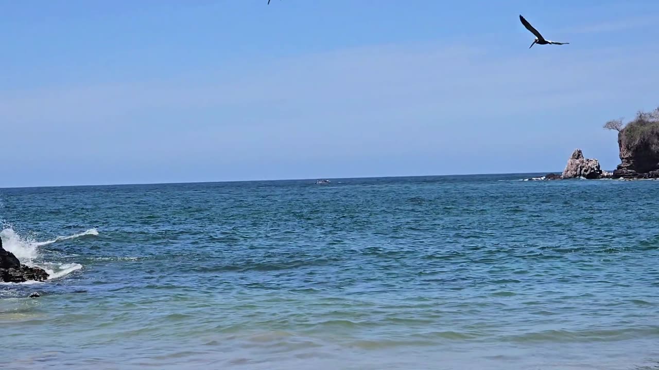 Whales