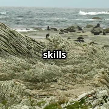 Penguin vs Seal_ Antarctic Survival Show