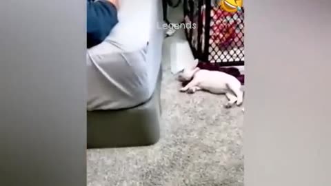 Funny cats