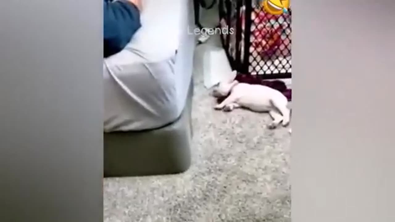 Funny cats
