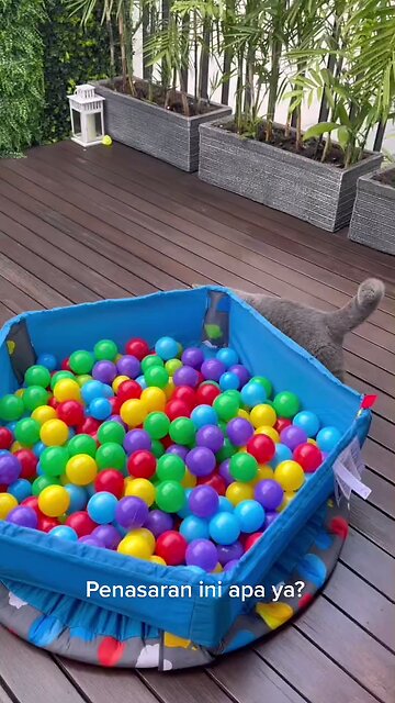 Funny Cat Video Collection Part 5