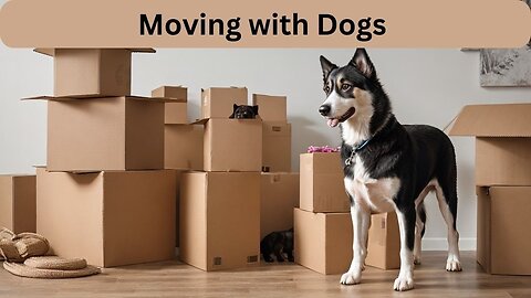 Moving with Dogs: Tips for a Stress-Free Relocation