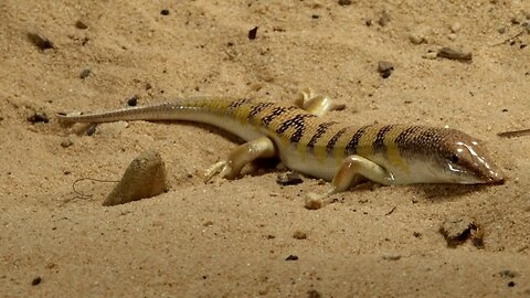 El lagarto que nada en la arena: Descubre al increíble Sandfish