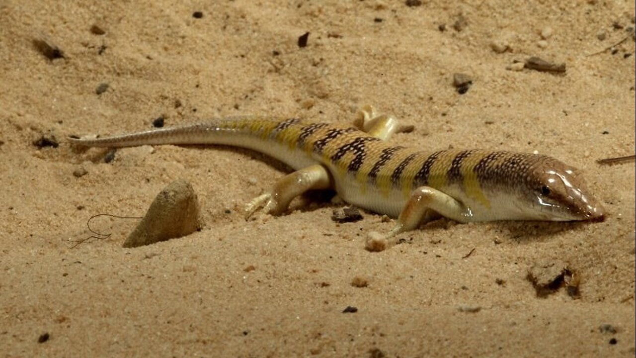 El lagarto que nada en la arena: Descubre al increíble Sandfish