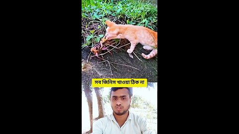 সব জিনিস খাওয়া ঠিক না #shorts #viral #funny #cat #বিড়াল #কাকড়া