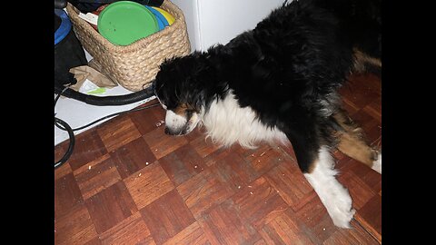 Benson having a snooze as a puppy with a bit of dreaming