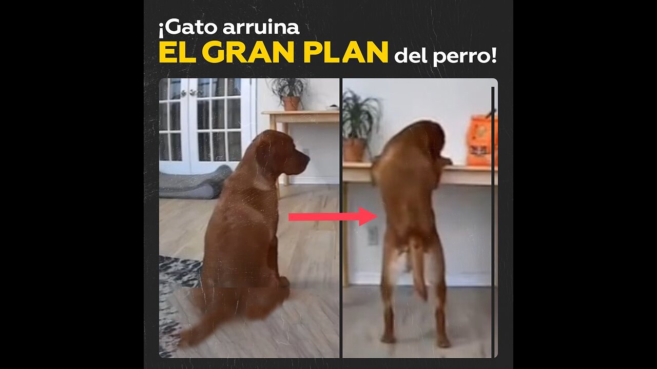 Un perro astuto y un gato vengativo: una traición que sorprende