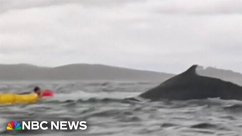 Video appears to show kayaker swallow whale in Chile