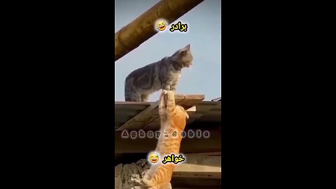 cute funny animals