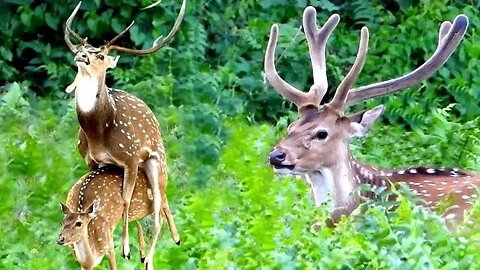 "Wildlife Safari Adventure: Discovering the Graceful Spotted Deer in Their Natural Habitat"