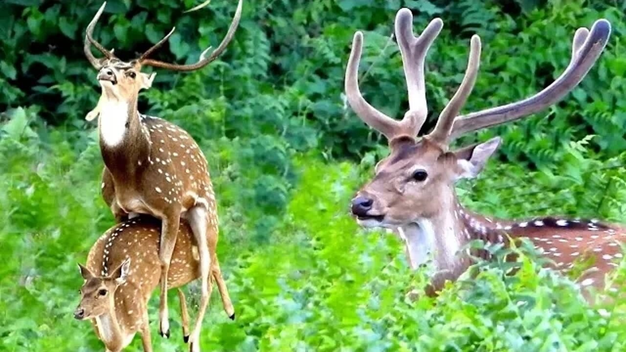 "Wildlife Safari Adventure: Discovering the Graceful Spotted Deer in Their Natural Habitat"