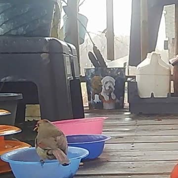 EA S136 - Love Birds