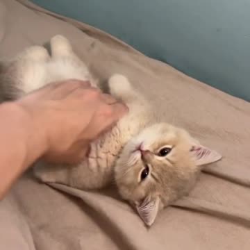 Why the Cat Ends Up Hurt