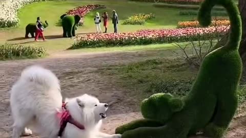 "The Samoyed's confusing actions; mistakenly treating it as one of its own kind."