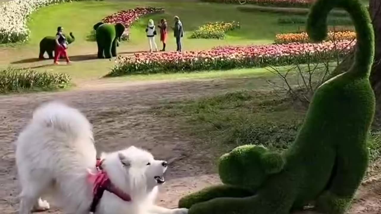 "The Samoyed's confusing actions; mistakenly treating it as one of its own kind."
