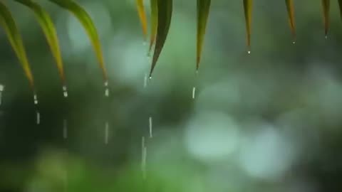 The sound of rain