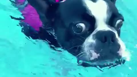 Funny Dog