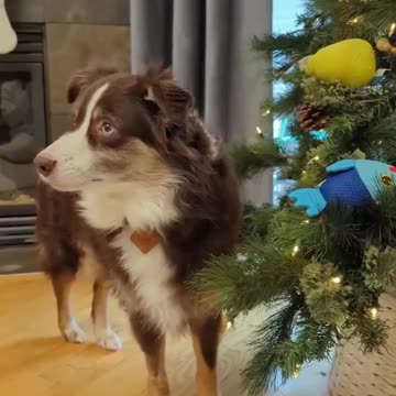 Helping out with the Christmas tree decorations