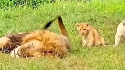 I love how Mom gets up immediately when the cubs and dad aren't playing nice