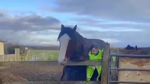Horse prevents human from getting squashed