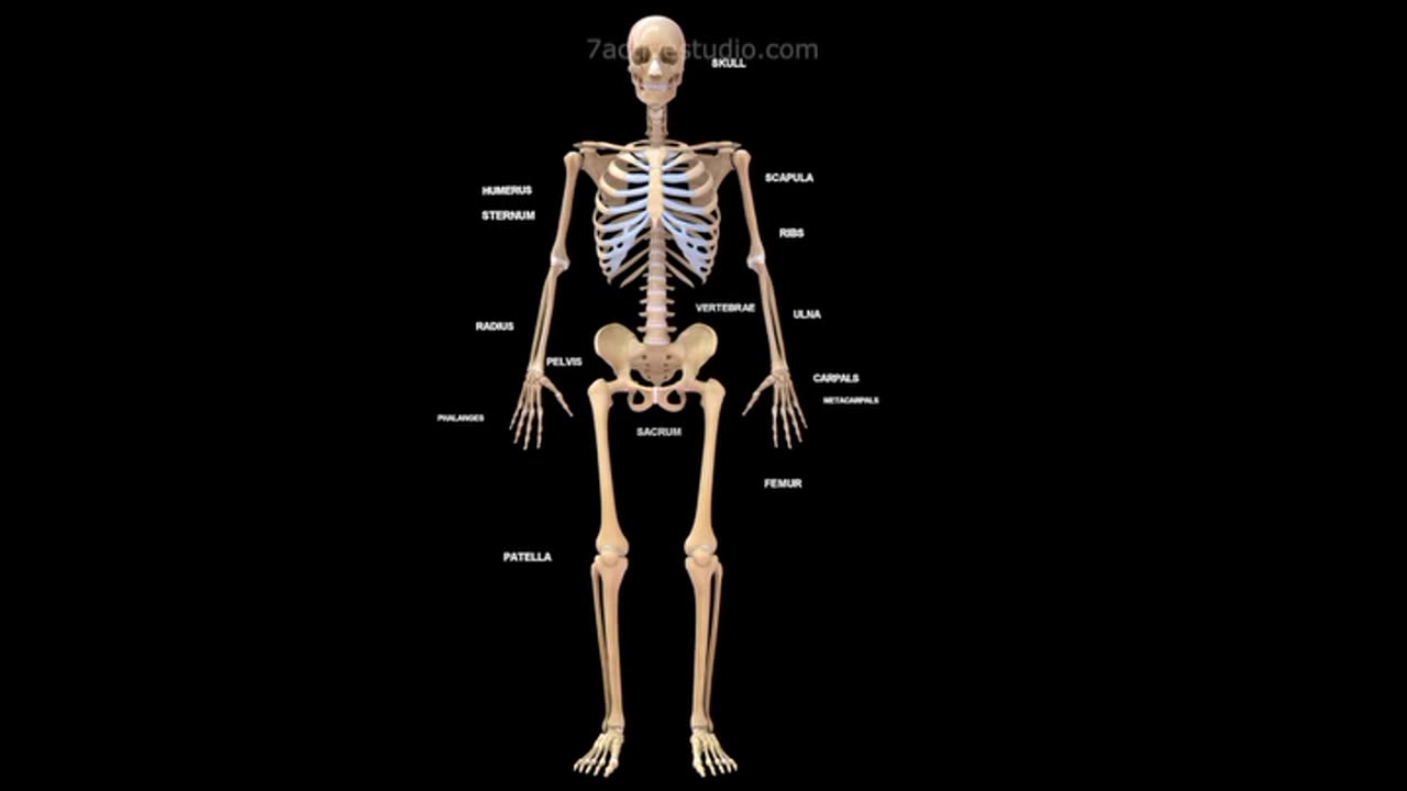 Human Skeletal system