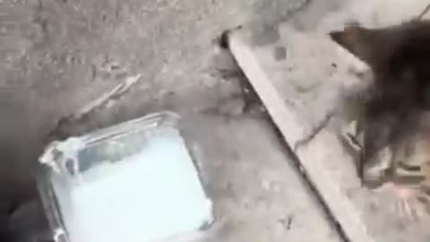 Funny and Cute cats kitten