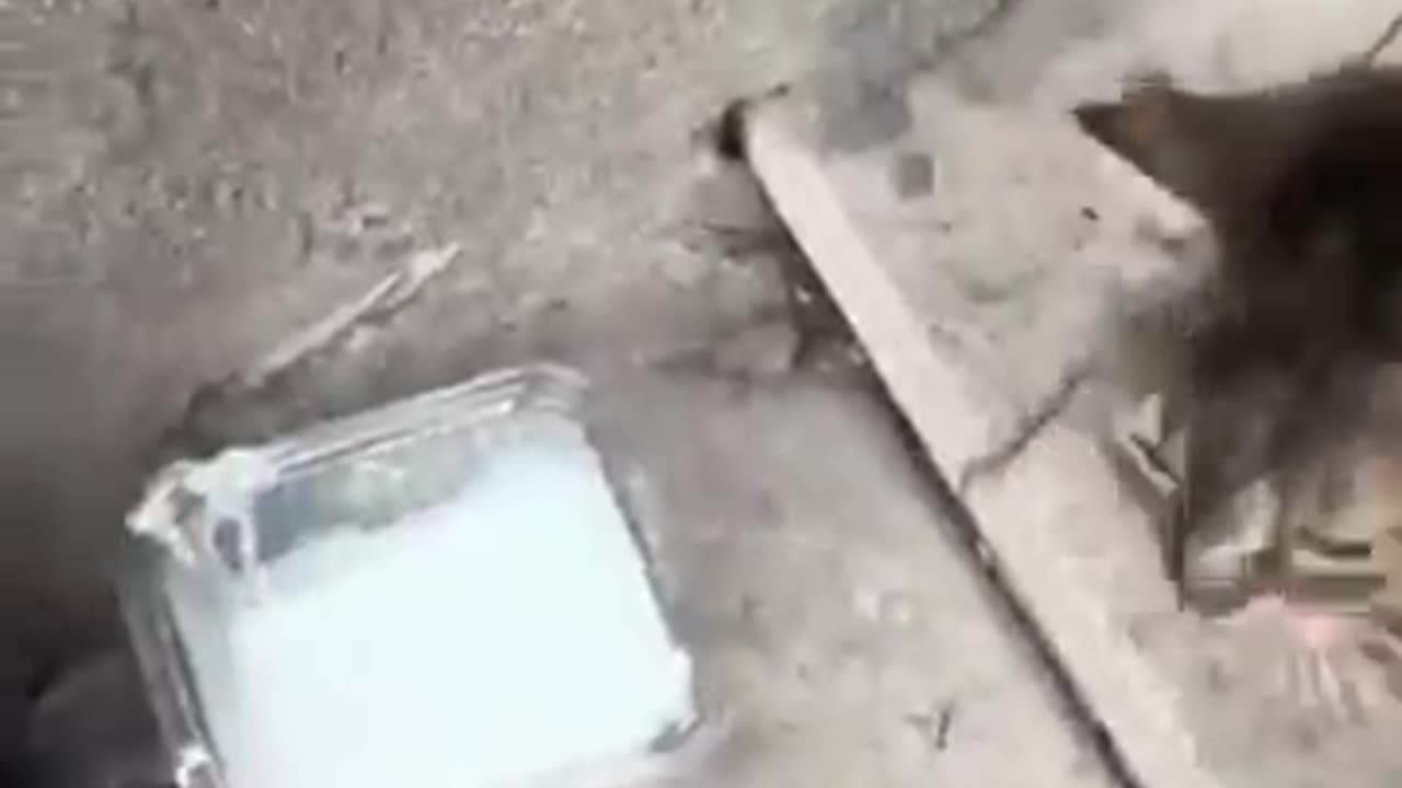 Funny and Cute cats kitten