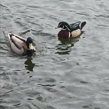 Wood Ducks