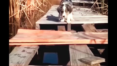 Funny Animals 2024 - Funniest Cats and Dogs video