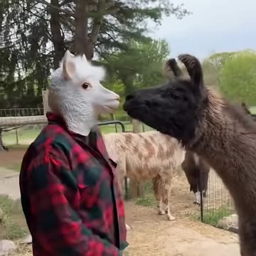 FUNNIEST Animal Videos of 2025