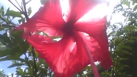 Red hibiscus flower and the sun Nature & Animals]