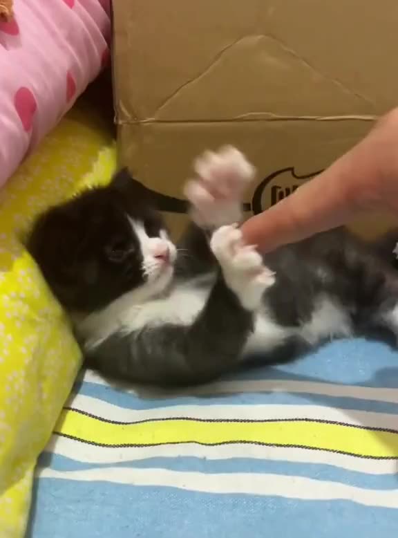 Never point at a cat