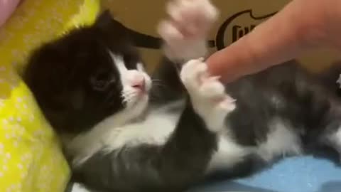 Never point at a cat 