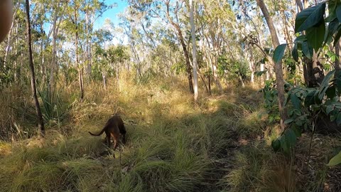 Boar Hunting In The Top End