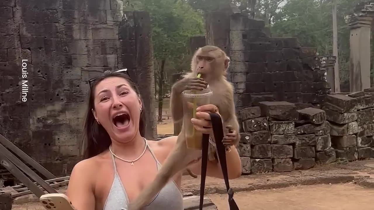 Cheeky-Monkey-Steals-Woman-s-Drink