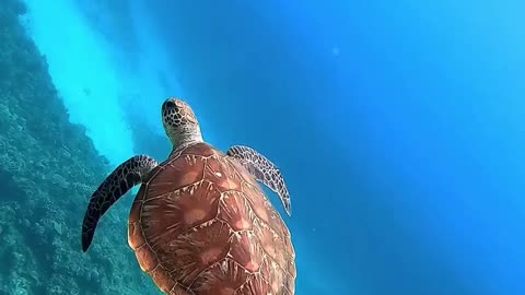 "Guardians of the Ocean: The Timeless Grace of Sea Turtles"