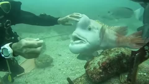 Animal 2