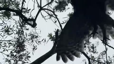 Squirrel Tussles With Wild Owl