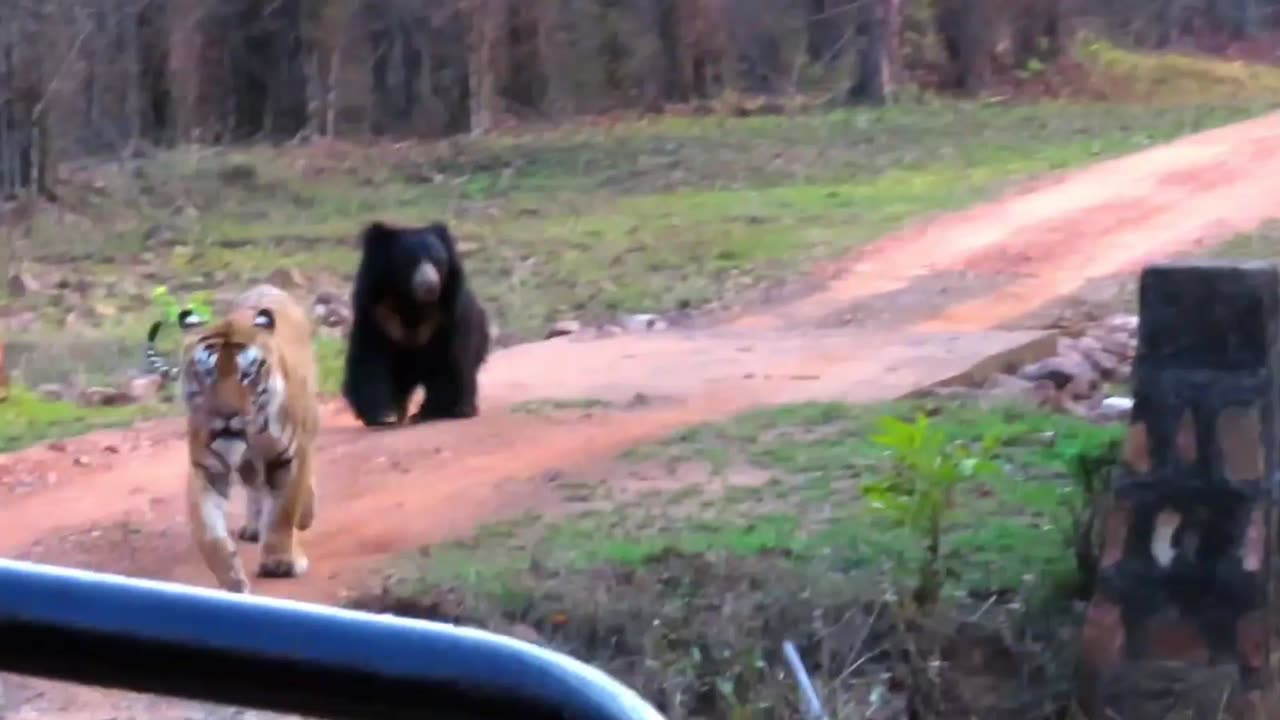 Sloth Bear Attacks Huge Male Tiger Mowgli