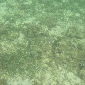 Sunrise Snorkeling: Exploring the Morning Magic Under the Sea!