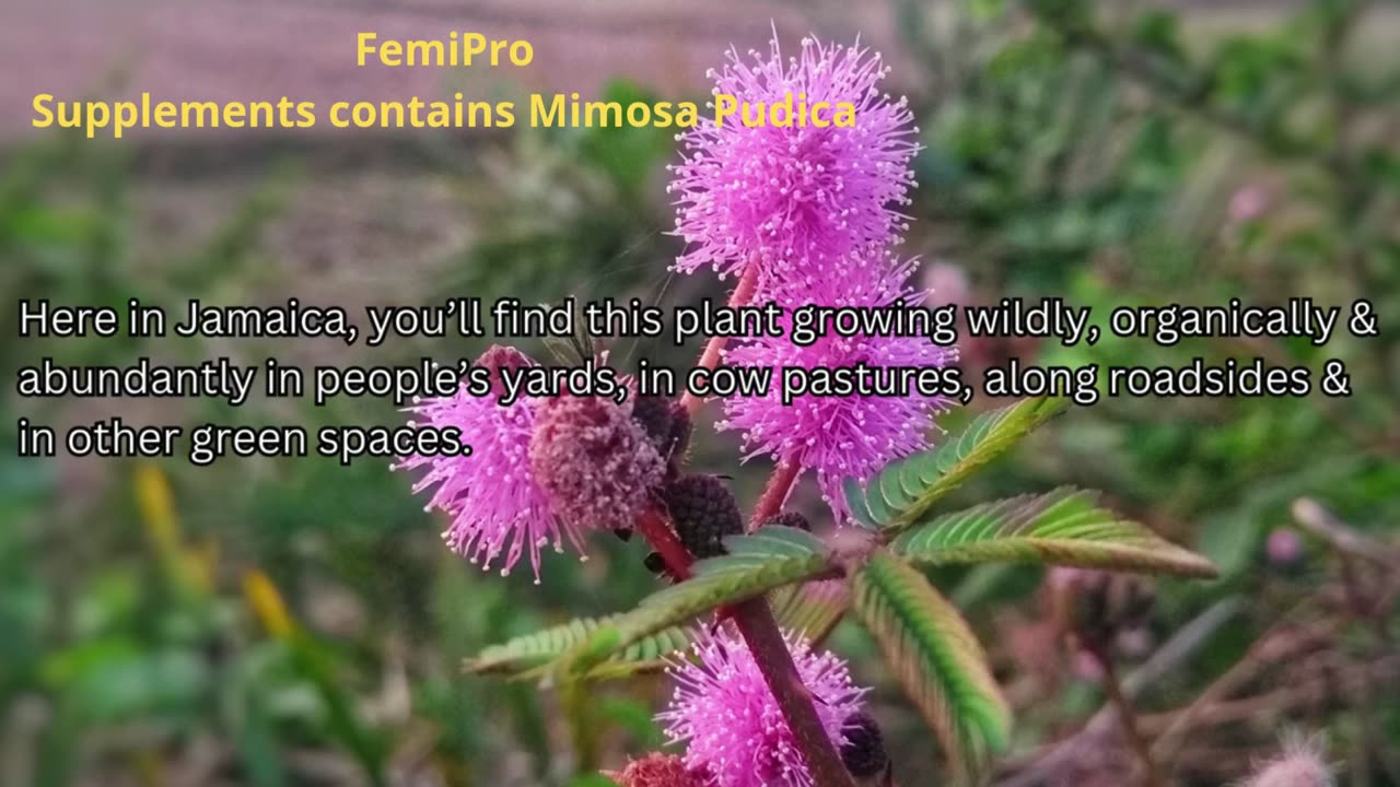 FemiPro Supplements contains Mimosa Pudica