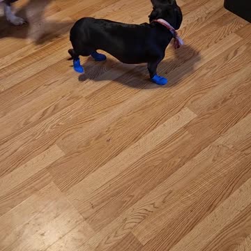 My dog got shoes