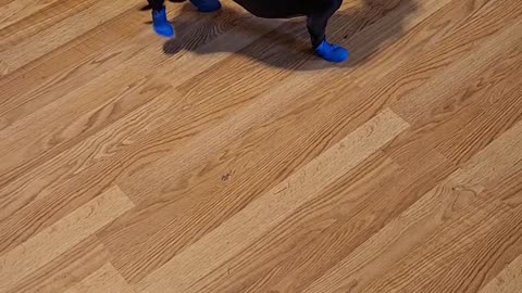 My dog got shoes