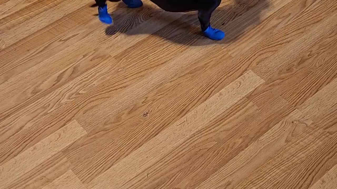 My dog got shoes