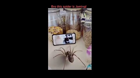 The Spider Got SOME Moves