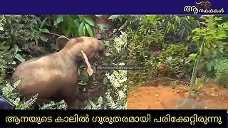 കടുവ ആക്രമിച്ച ആനക്കുട്ടി ചെരിഞ്ഞു _ Baby elephant died in kerala _ Baby elephant funny videos