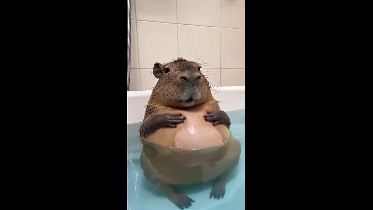 Kapibala! 🤣🤣🤣